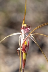 Caladenia longicauda
