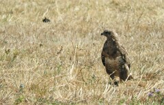 Buteo buteo buteo