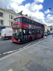 Columba livia domestica