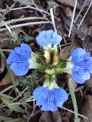 Blepharis subvolubilis