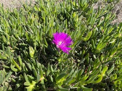 Carpobrotus deliciosus
