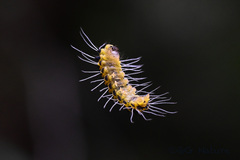 Achelura yunnanensis