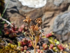 Saxifraga cespitosa
