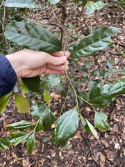 Cryptocarya macdonaldii
