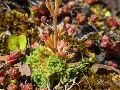 Saxifraga cespitosa