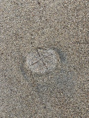 Staurostoma mertensii