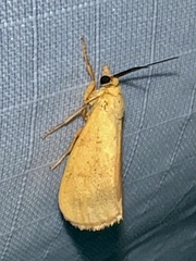 Virbia aurantiaca