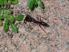 Odontomachus simillimus