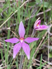 Caladenia latifolia