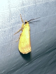 Virbia aurantiaca