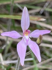 Caladenia latifolia