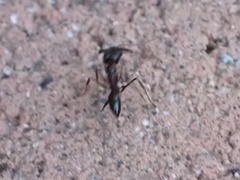 Odontomachus simillimus