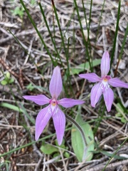Caladenia latifolia
