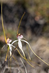 Caladenia longicauda