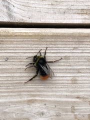 Bombus lapidarius