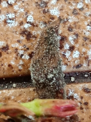 Botrytis