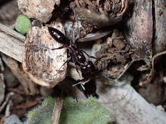 Odontomachus simillimus
