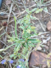 Blepharis subvolubilis