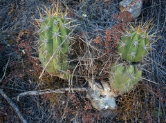 Trichocereus cuzcoensis