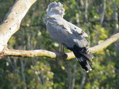 Polyboroides typus typus
