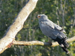 Polyboroides typus typus