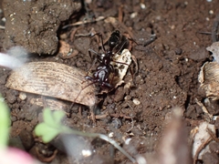 Odontomachus simillimus