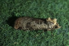 Epilecta linogrisea