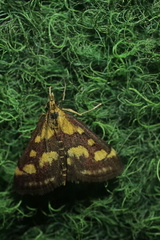 Pyrausta purpuralis