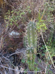 Trichocereus cuzcoensis