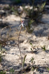 Caladenia longicauda