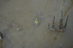 Dichotomyctere nigroviridis