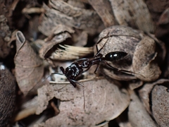 Odontomachus simillimus