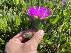 Carpobrotus deliciosus