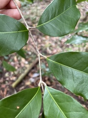 Canarium australianum