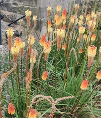 Kniphofia