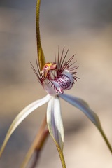 Caladenia longicauda