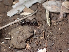 Odontomachus simillimus