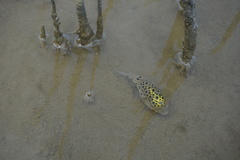 Dichotomyctere nigroviridis