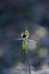 Caladenia crebra