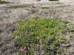 Carpobrotus deliciosus