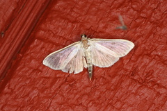 Herpetogramma pertextalis