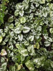 Lamium galeobdolon argentatum