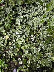Lamium galeobdolon argentatum