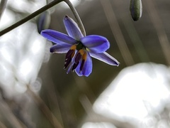 Dianella brevicaulis