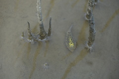 Dichotomyctere nigroviridis