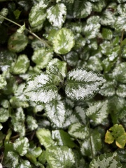 Lamium galeobdolon argentatum