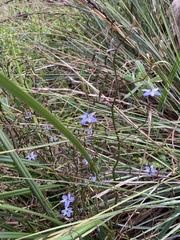 Dianella brevicaulis