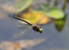 Somatochlora meridionalis