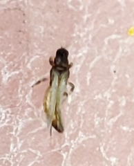Thysanoptera