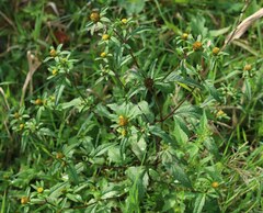 Bidens tripartita